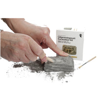 Load image into Gallery viewer, Dinosaur Excavation Kits Dinosaurs. Kids. Teens. collectables. science
